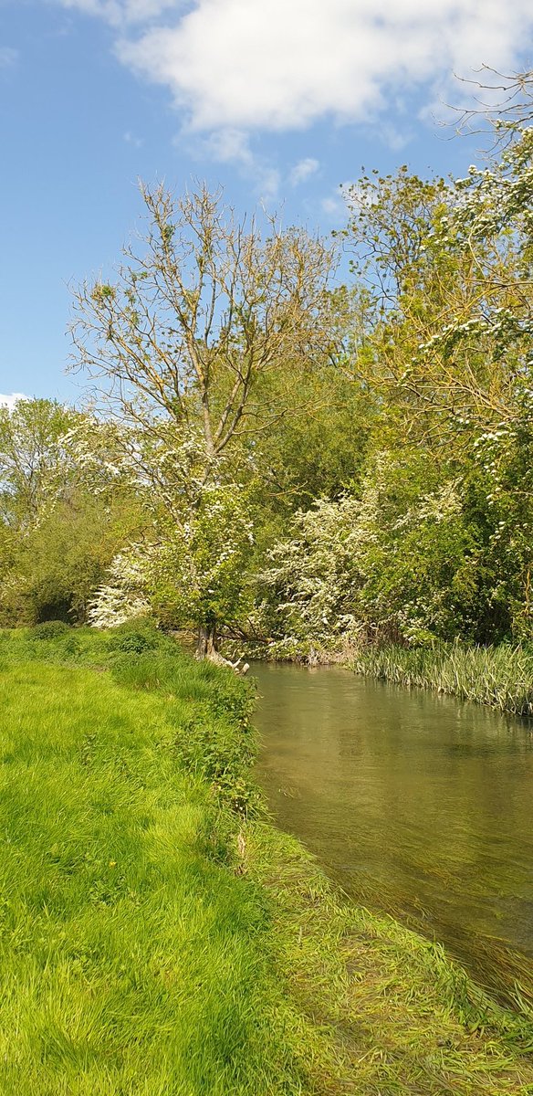 johnmacrose's tweet photo. Lovely day #flyfishing on a small stream in the Cotswolds. Plenty of fly life. Although the risers were few and occasional, all that came to the net were on dries. Some trout had switched onto the small mayfly hatch 😀 https://t.co/VXA5Jbp9LS