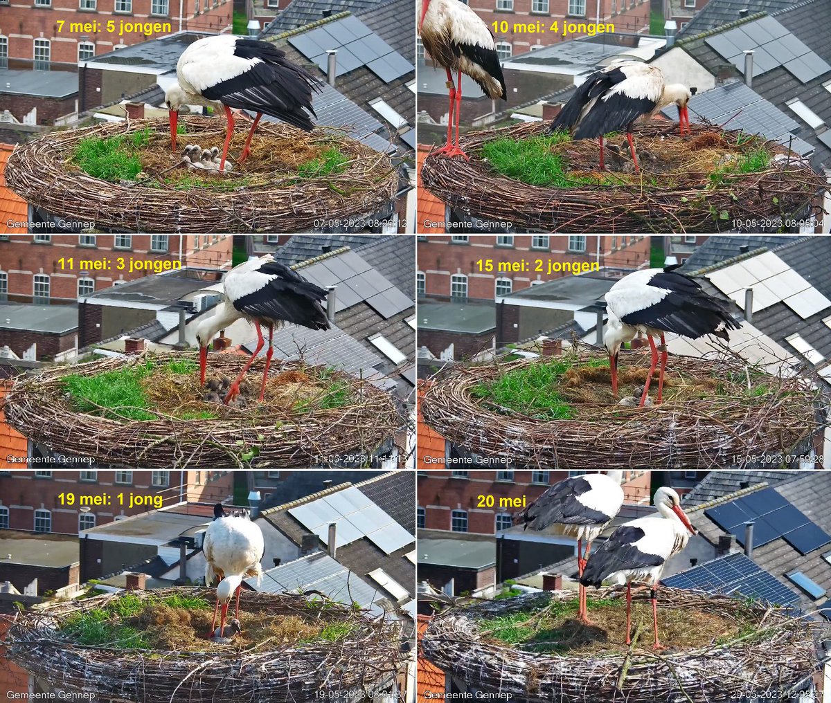 MeteoLimburg's tweet photo. Triest beeld nu van een verlaten nest #ooievaars in #Gennep in de #mist: in twee weken van 5 naar 0 jongen. In #Sambeek #Maasheggen 3 gezonde jongen. Vanmiddag in #Limburg 23-25 graden met later (onweers)bui. Morgen/woensdag koel, daarna zonnig en warmer: https://t.co/mzQ3ylqmNu https://t.co/3Ku6LcRGwf