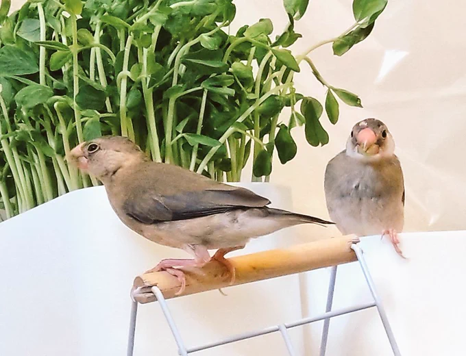 新鮮だし美味しいかな?(๑'ڡ`๑)