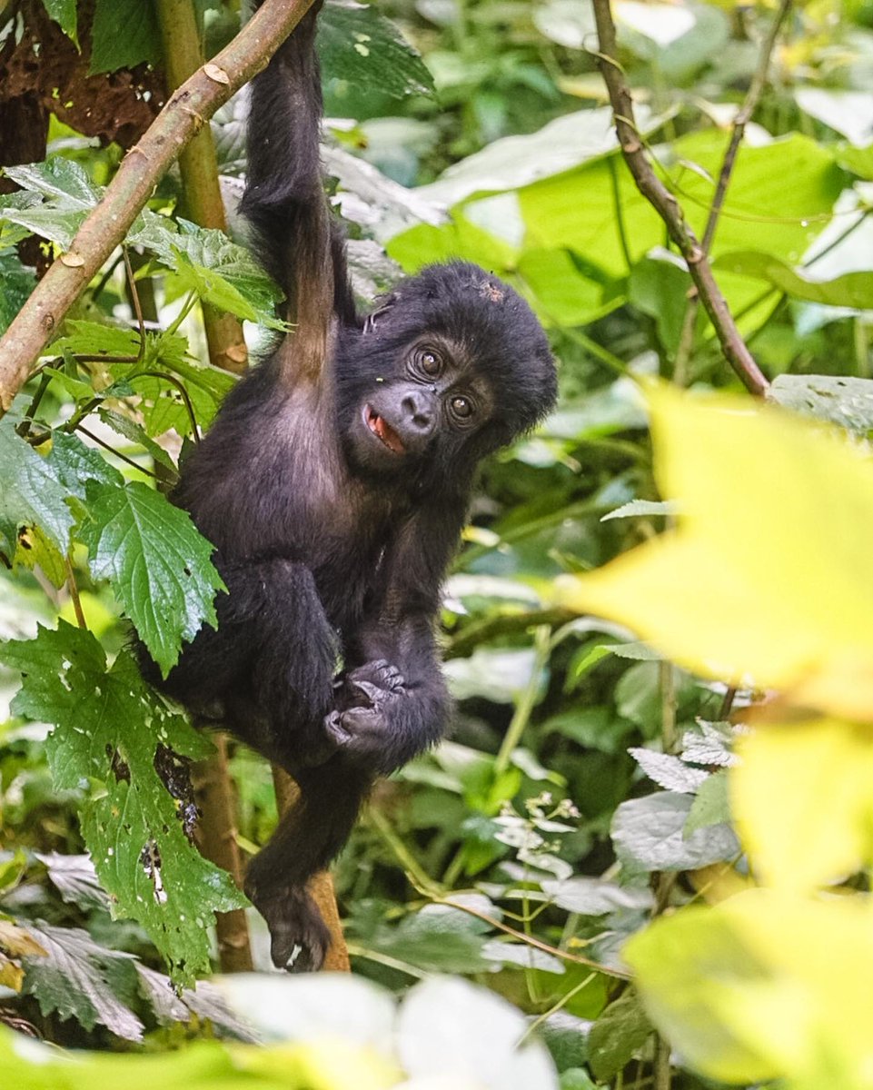 5 Days #Uganda Gorilla and #Wildlife Safari takes you through a lifetime #gorilla trekking experience in #Bwindi Impenetrable National Park, game drives & a boat cruise in Queen Elizabeth National Park allugandasafaris.com/5-days-uganda-…
#ugandagorillasafaris #ugandasafaris #gorillatrekking