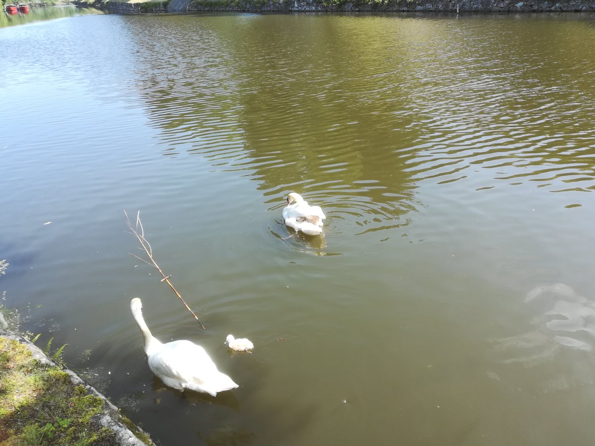 彦根城🏯内堀の白鳥🦢は、最初のひなが5月17日㊌誕生、現在7羽が元気に