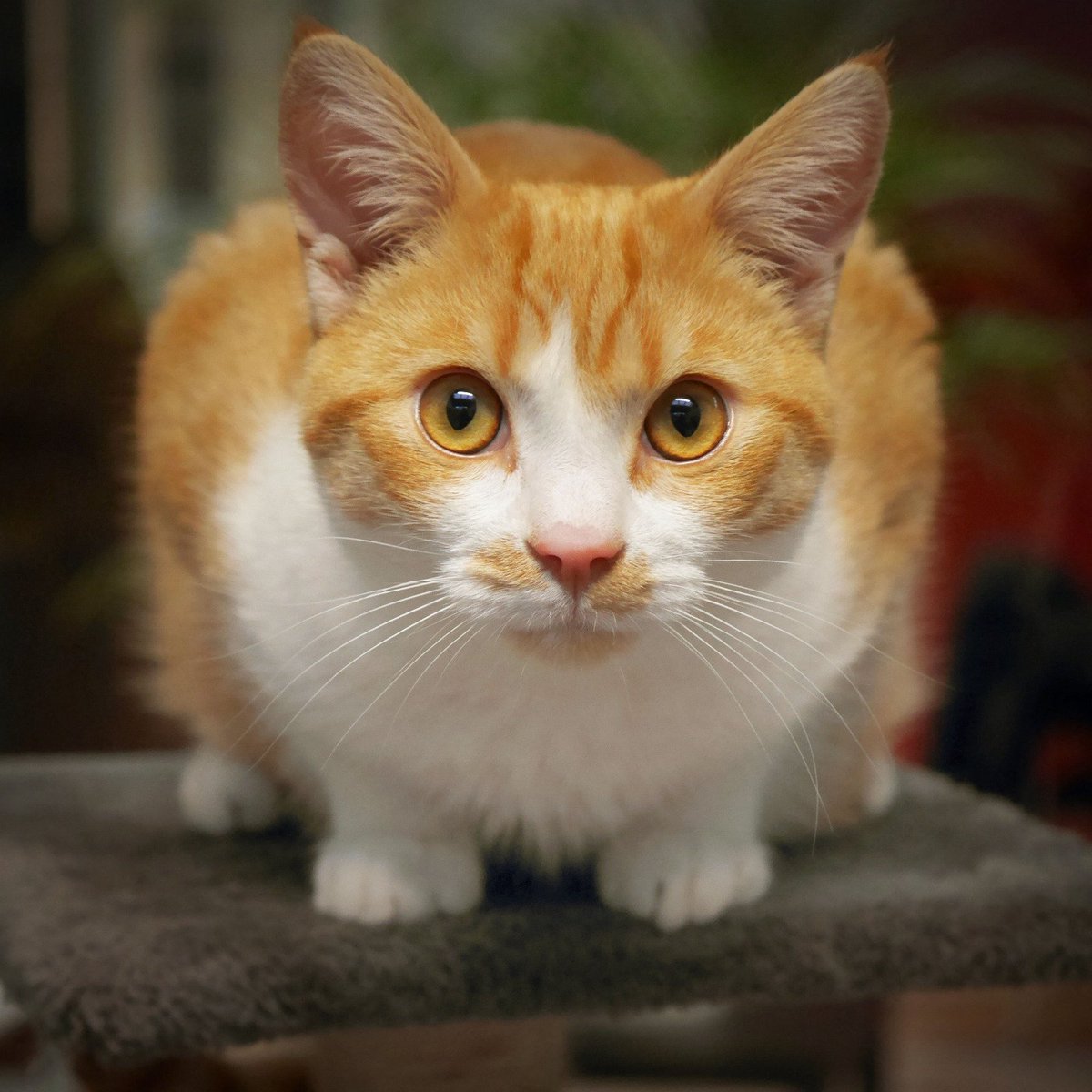 Wij zoeken een nieuwe topper voor ons Social Media team! Interesse? Stuur een mail naar info@amsterdamsezwerfkatten.nl #topper #gezocht #socialmedia #saz