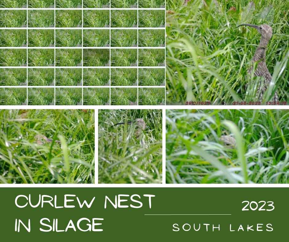 Silage works like an invisibility cloak for curlews. 🌾 Even with a camera just a step away, the birds are hidden, deliberately secretive.
Impossible to see from a tractor cab.  A huge challenge for the volunteers - early season efforts are crucial!
#Curlew  #invisibilitycloak