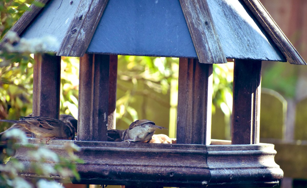 SaveOurSparrows's tweet photo. Baby #Sparrows on my largest #Birdtable yesterday. 🙏

A busy time keeping up with #fledglings with bird seed, damp mealworms and WATER 💦 

It was so HOT yesterday and all birds visiting were drinking and splashing. 

Some just wanted 💦 

#WaterTheBirds https://t.co/0bXmJO4W0N