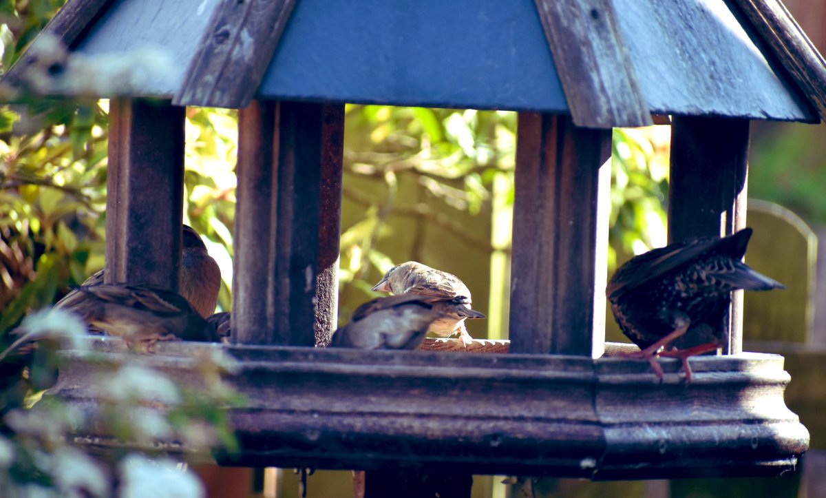 SaveOurSparrows's tweet photo. Baby #Sparrows on my largest #Birdtable yesterday. 🙏

A busy time keeping up with #fledglings with bird seed, damp mealworms and WATER 💦 

It was so HOT yesterday and all birds visiting were drinking and splashing. 

Some just wanted 💦 

#WaterTheBirds https://t.co/0bXmJO4W0N