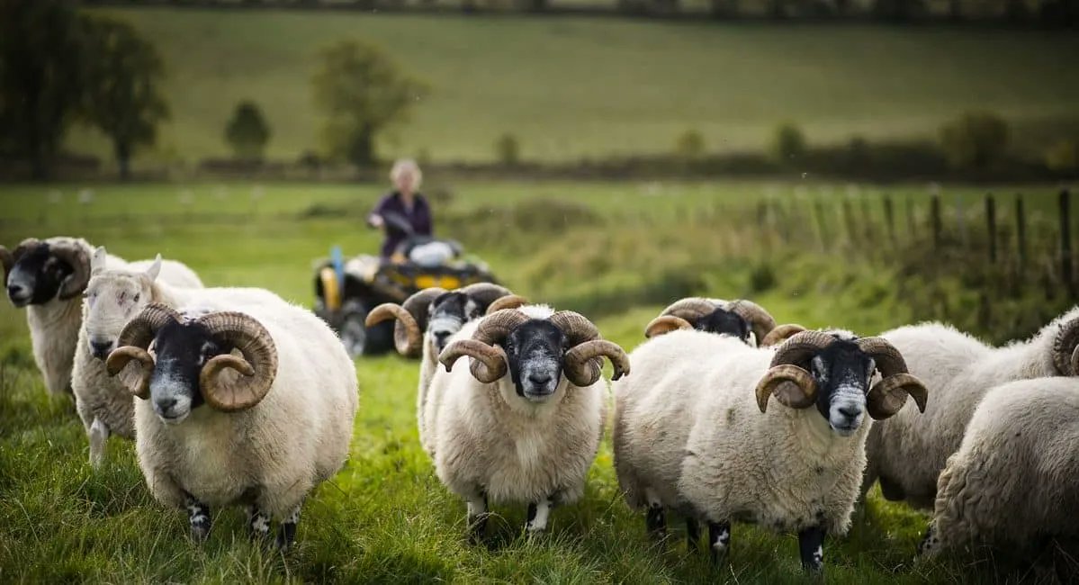 Are you passionate about supporting farmers?  We have a full time 3 year contract in our Farming team for someone with integrity, drive and enthusiasm for supporting farmers to share knowledge about agri environment schemes and climate change. 
bit.ly/3M9DBxj 
#vacancy