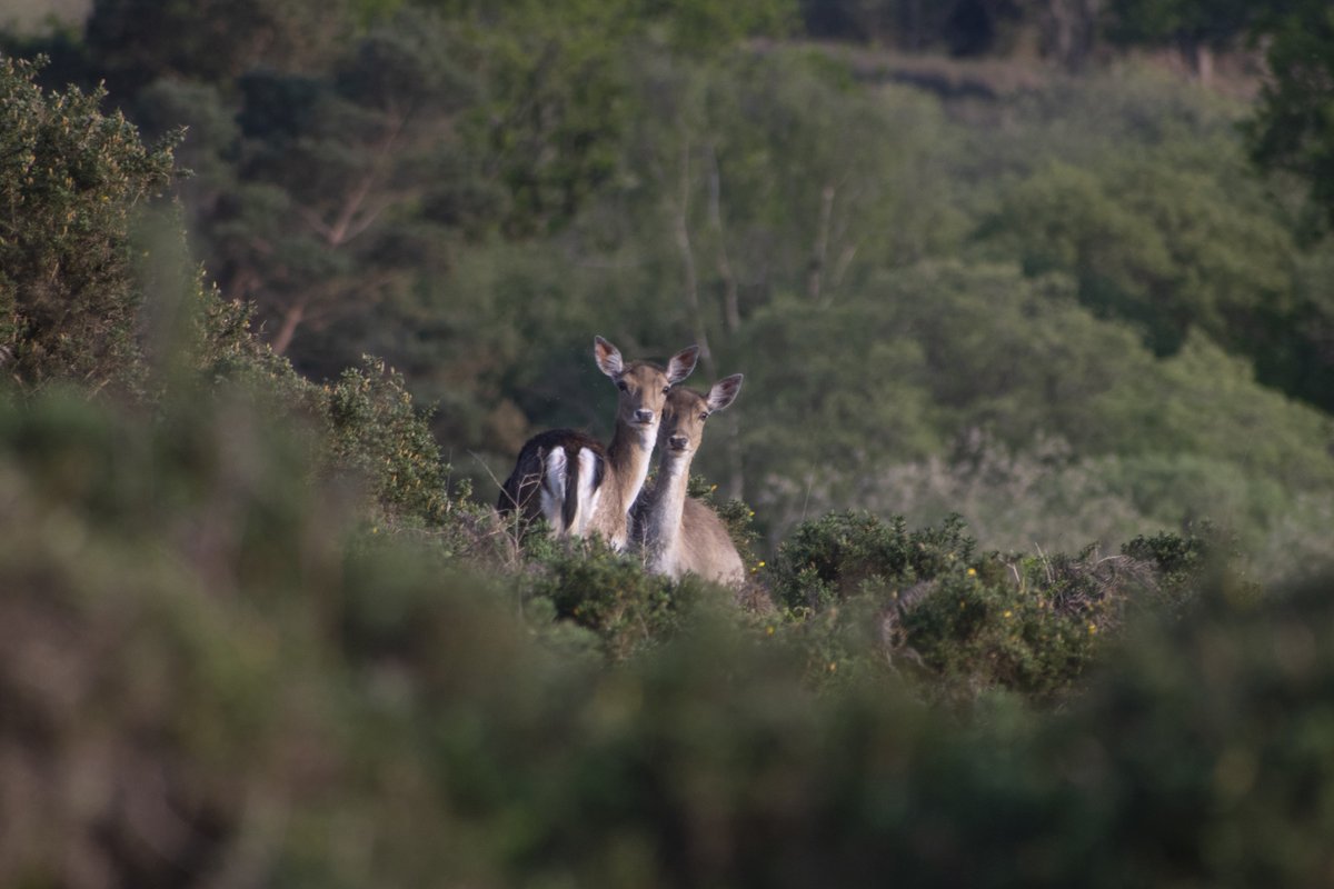Forest Tracker 🇺🇦 tweet media