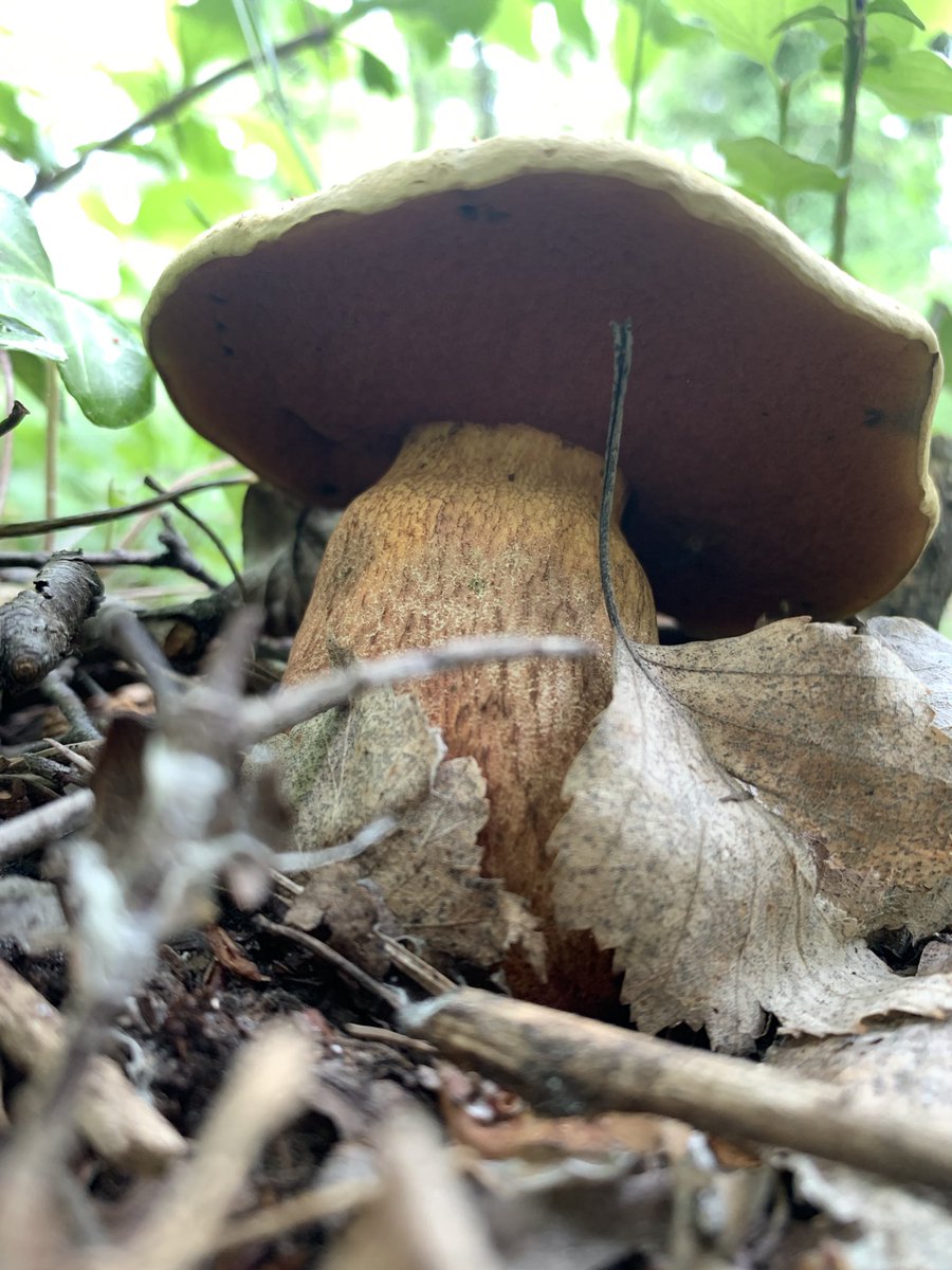 PensievePensine's tweet photo. For #mushroommonday a collection of mushrooms seen on Saturday’s walk through the fabulous nature reserve of #pfynwald, one of Europe’s largest Scots pine forest 🌲💚
#4 first sight of a bolete this year ☺️
#fungi #mushroomtwitter #pilze https://t.co/tMAmAWu9gh