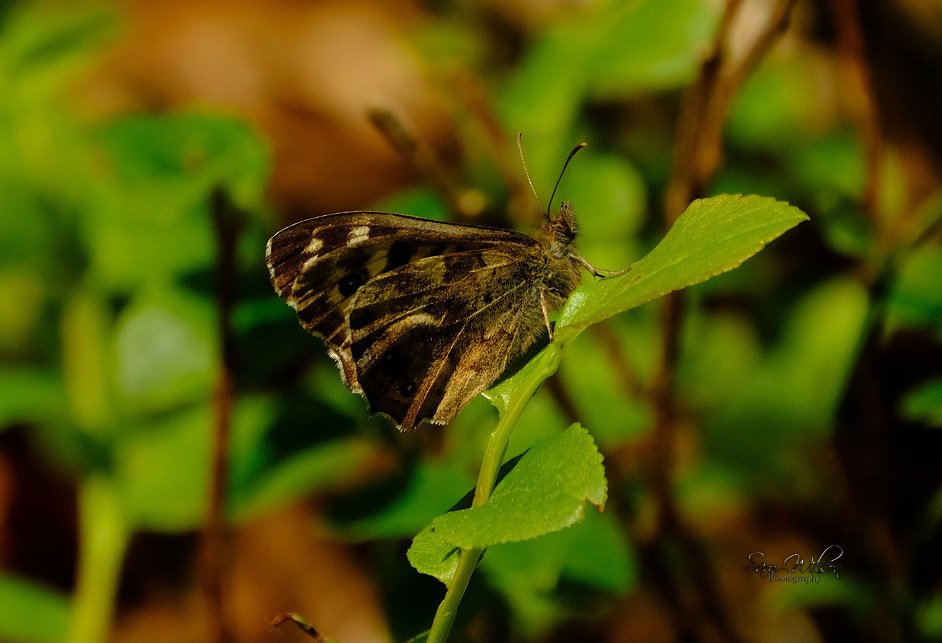 My first Holly blue of this year & a speckled wood warming up #NewForest #butterflies #NaturePhotography #nature