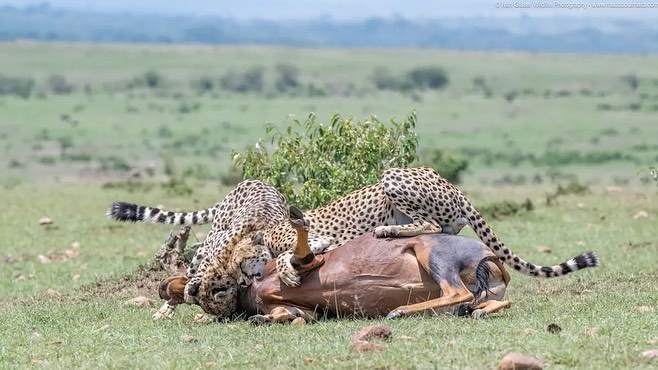 A successful chase🦌🐆

📸madaboutmara
#africanwildlife #wildlifesafari #wildlifeconservation #natureconservation #ecotourism #ecotours #cheetahs #cheetah #luxurysafari #bigcats #bigfivesafari #bigfive #topi #antelope #wildlifeplanet #masaimara #magicalkenya