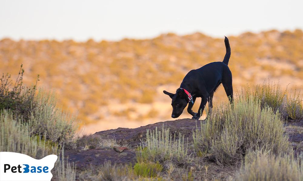 PetBase's tweet image. 🐶 Het reukvermogen van honden is buitengewoon! Met wel 220 miljoen reukreceptoren zijn ze geursuperhelden. Snuffelen is juist goed voor hun mentale gezondheid. Ontdek de magie van de hondenneus! 🌟🐾 #Honden #Snuffelen #Reukvermogen 

petbase.eu/het-belang-van…