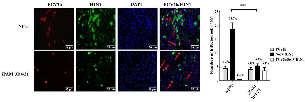 VirusesMDPI's tweet image. Porcine #Circovirus Modulates Swine #Influenza Virus Replication in Pig Tracheal Epithelial Cells and Porcine Alveolar Macrophages

👉This article by Burgher Pulgaron is available online here: mdpi.com/1999-4915/15/5…