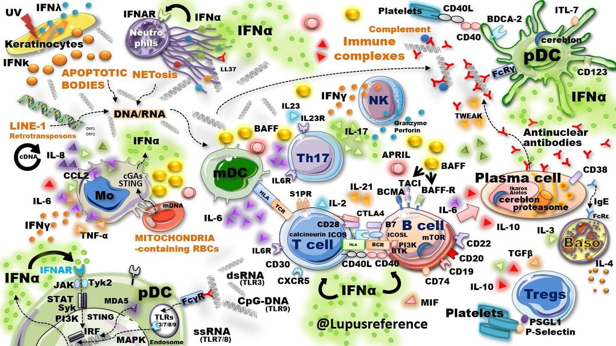 Lupusreference's tweet photo. ✅ #LUPUSAWARENESSMONTH
Let's review 🔎 the incredibly complex pathogenesis of the #autoimmune disease #Lupus ⬇️
Most of the pathways represented below are potential targets 🎯 for future treatments in #SLE 👍
📥 LINK: https://t.co/InsTEOQ4hh https://t.co/F7mUi0OYz6