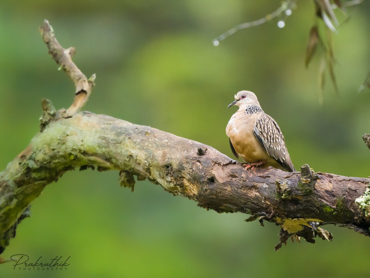 Spotted Dove in the Beautiful Greens. A regular Bird to see but not the Background.
#BirdsSeenIn2023 #saiprakashav #prakruthik #prakruthikphotography

@BirdGuides @FawpsIndia @NatureIn_Focus @pargaien @vikas_meena_ifs @ParveenKaswan @RathikaRamasamy @NatGeoPhotos @birdcountindia