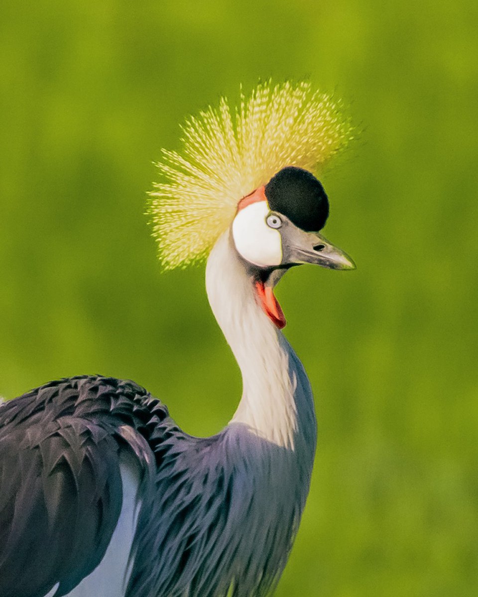 Grey Crowned Crane | Olare Motorogi | Kenya
#africanature #greycrownedcrane #bestbirdpix #birdselite #wildlife_perfection #fotografiaaves #safariphotography #beautifulbirds #masaimaranationalpark #bownaankamal #birdsofafrica #bigbird #wildlifephotographer #birdphotoshow