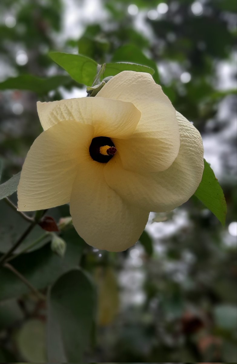 তুমি বসন্তের সকাল হয়ে 
আমায় দেখা দিতে না,
তুমি ফুল হয়ে আমায় ভালোবাসতে না 
যদি আলতো ছুঁয়ে দিতাম 
কৃষ্ণচূড়া ফুটতো না,
তুমি বলে ছিলে আমার হবে 
শেষ প্রহরে ও এলে না।

     🌿🌱🌹শুভ সকাল 🌿🌱🌹