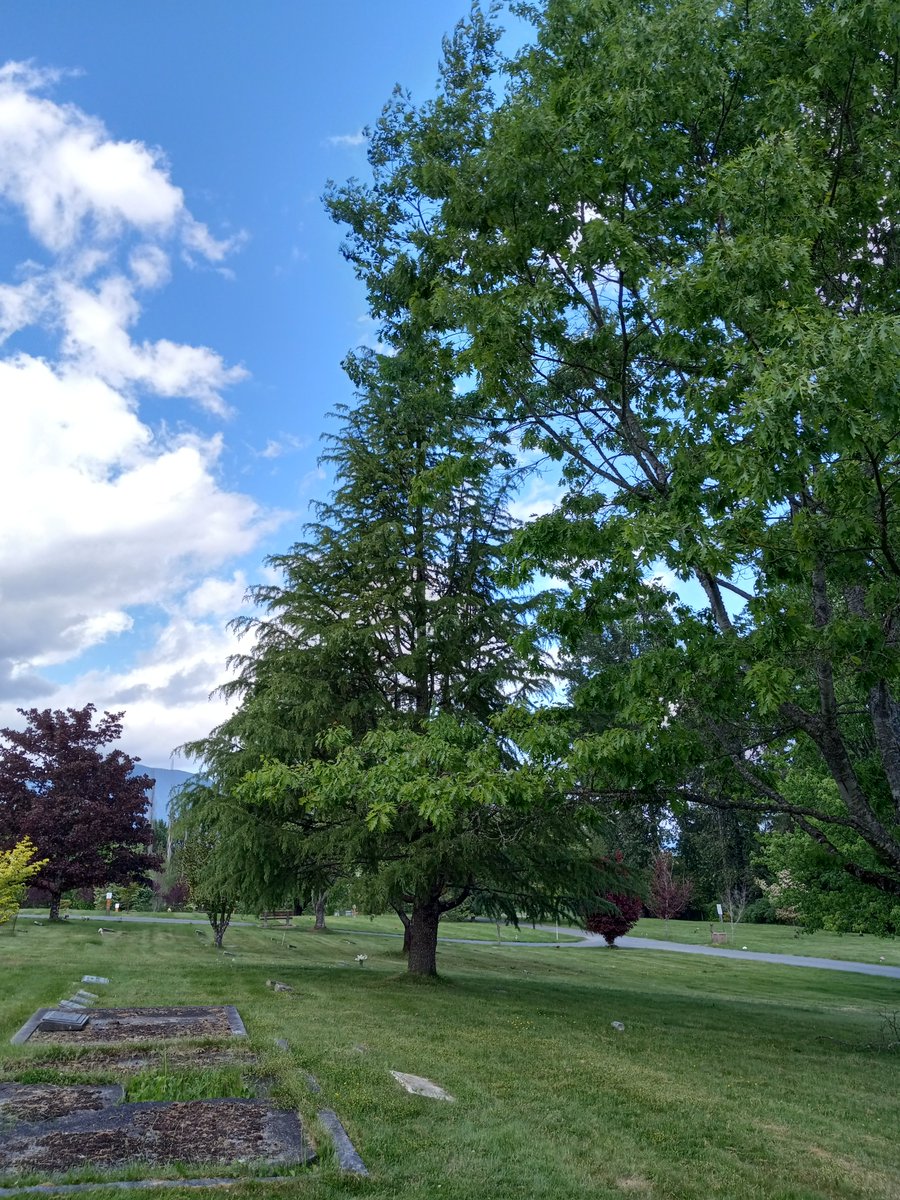 JudyZelmer's tweet photo. @keeper_of_books Hello! Some #Cemetrees today https://t.co/FW5l8Wgjrw