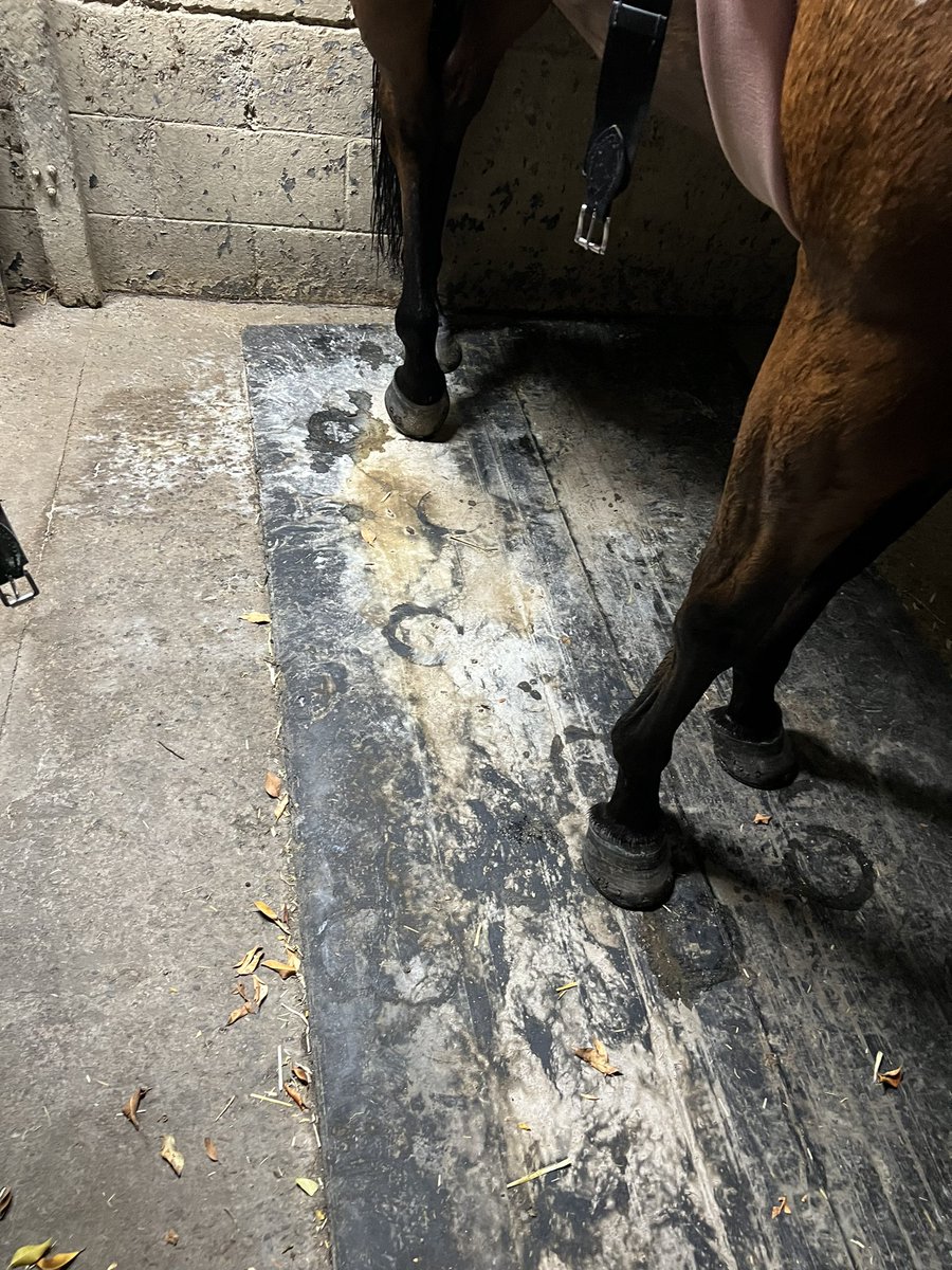 HulbertRacing's tweet photo. What’s it mean when you get to the track on a Monday after weekend races and the horse that was in this stall has its urine dried out. Is it bicarb? Lol asking for a friend 🎪 stall next to it identical, same trainer. Enjoy your Monday 🍿 https://t.co/V9gtNpNmqS