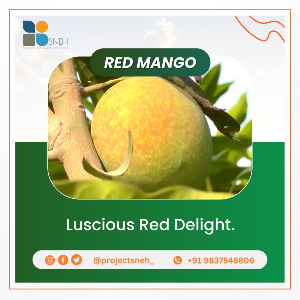 Organic Red Mango.
____________________
@SadhguruJV @myogiadityanath @narendramodi @anandibenpatel

 #organicfarming #mongo #orgaicmangos #farming #projectsneh #mbd #moradabad #uttarpradesh #work #clgupta #project #sneh #group #organic
