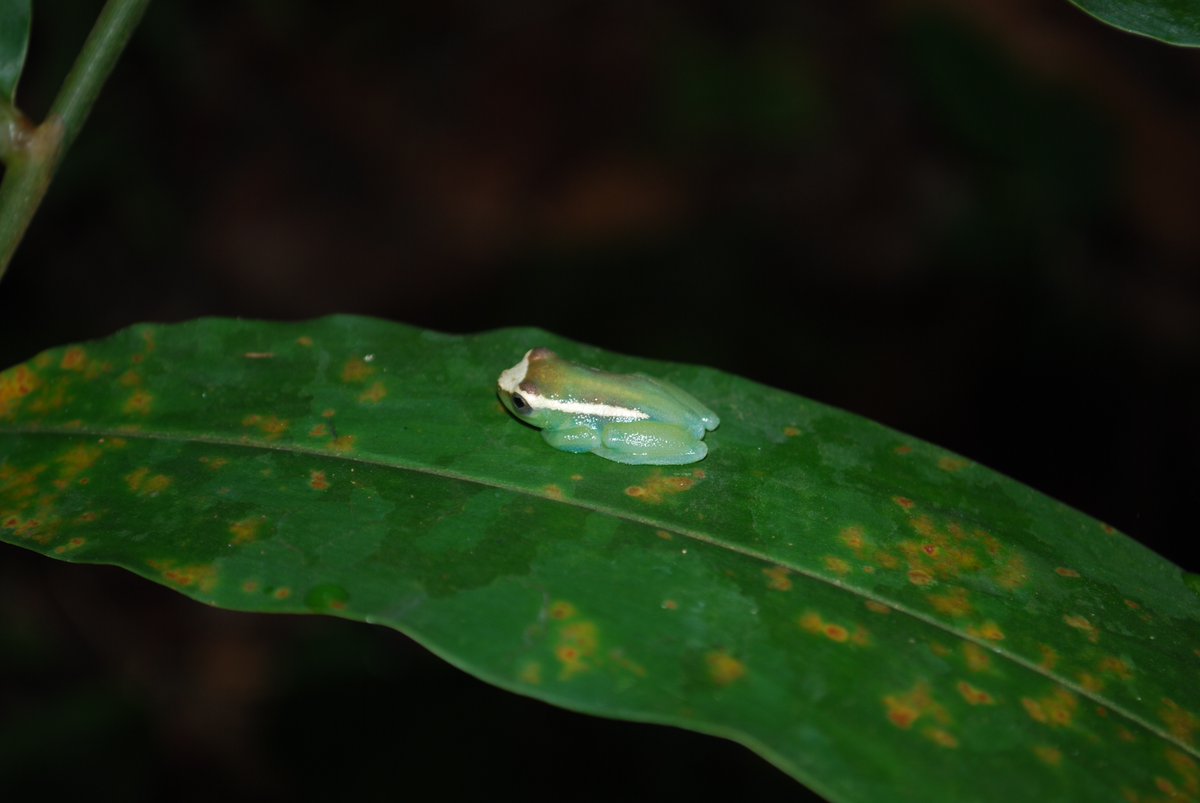 CAFISecretariat's tweet photo. The #Congo Basin has ➕ than:
- 10,000 🌱 species
- 1,000 🐦 species
- 700 🐟 species
- 280 🦎 species
- 150 🌳 species
➕ thousands of insect species
many of them only found in Central #Africa.

On #BiodiversityDay,  remember: each species is unique &amp; vital to the 🌍 ecosystem. https://t.co/wdCKCu7lCN
