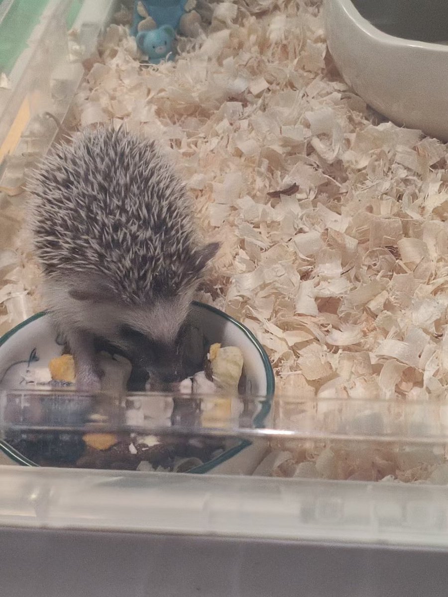 KuasonCat's tweet photo. My newest member, Hedgehog😋❤️ https://t.co/gpUkxJFHUB