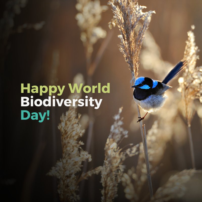 Every year, we celebrate the world's biodiversity on May 22, the International Day for Biological Diversity.

Theme for 2023 is :- From agreement to action: build back biodiversity. 

#WorldBiodiversityDay  🦋🦋🕊️🕊️🦚🦩🌳🌲🌾🌼