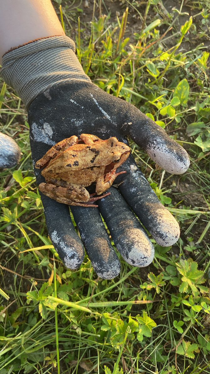 🌱Elliott_art tweet media