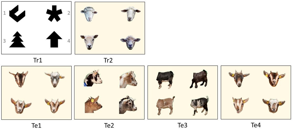 Institute of Behavioural Physiology (FBN) (@fbnbehavphys) on Twitter photo How do goats “read” 2D-images of familiar and unfamiliar conspecifics?
Find out more in this new <a href="/FrontPsychol/">Frontiers - Psychology</a> paper by our members <a href="/niebgnal/">Jan Langbein</a> and Katrin Siebert!
frontiersin.org/articles/10.33… How do goats “read” 2D-images of familiar and unfamiliar conspecifics?
Find out more in this new <a href="/FrontPsychol/">Frontiers - Psychology</a> paper by our members <a href="/niebgnal/">Jan Langbein</a> and Katrin Siebert!
frontiersin.org/articles/10.33…