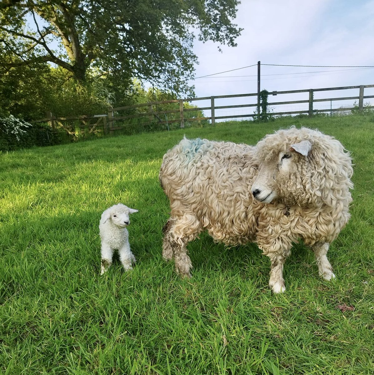 And that’s lambing done for 2023 yet another #devonandcornwalllongwool  ewe lamb.
Now just a matter of dodging those bloomin flies until the shearer comes next week! 🍻