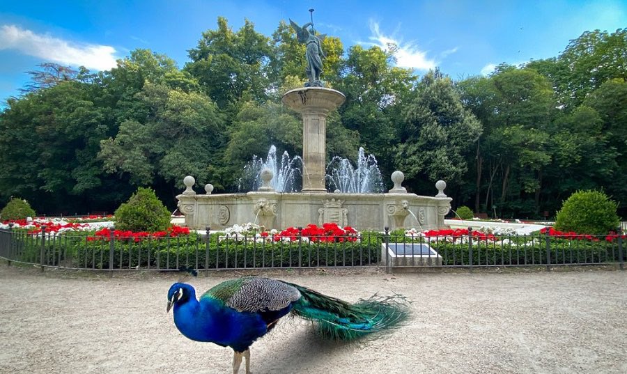 PablOrtVega's tweet photo. Visitar el Campo Grande de Valladolid en 5º de EP, te ofrece miles de posibilidades educativas, desde conocer mejor la fauna y flora que engloba este paisaje, hasta realizar una actividad de orientación con la ayuda de un mapa.

#DCSUVA #3PRIMARIAVA #RECURSOSCCSS #COMPLEMENTARIAS https://t.co/VIUOZBAOc5