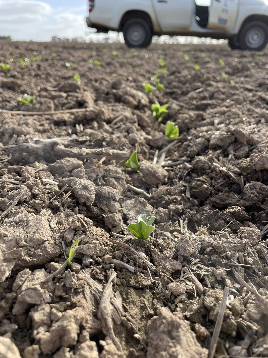 gduff_sfs's tweet photo. Beans glorious beans!! TOS1 beans (sown 27th of April) have finally emerged, excited for the season ahead ๐คฉ #fababeans #westerndistricts #seeding23 @SouthernFS https://t.co/qBQ3Zbls9z