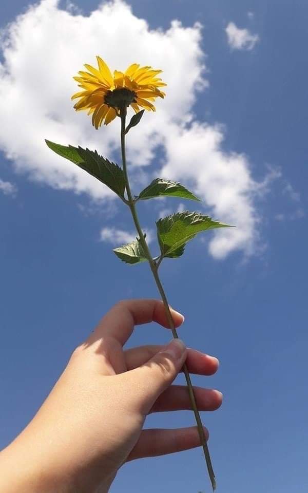 sunflow23002724's tweet photo. ใครจะเข้ามาก็ยินดีที่ได้รู้จัก ใครจะออกไปก็ยินดีที่ได้รู้จักเช่นกัน.🌻☁️

#คําคมชีวิต #คําคมความรู้สึก #คําคมเด็ดๆ #แคปชั่นความรู้สึก #แคปชั่นชีวิต #แคปชั่นเด็ดๆ https://t.co/8Gsrnox07C
