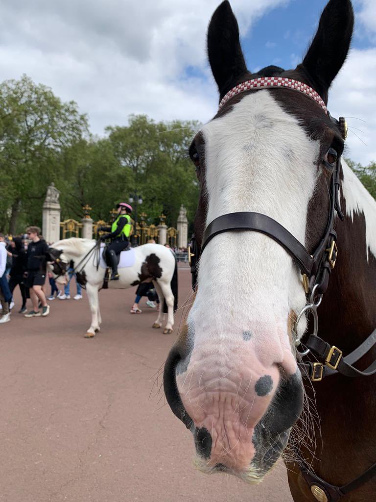 CityHorses's tweet photo. #PHGilbert decided to take the opportunity for a selfie with #PHDouglas at the #GuardChange yesterday 😬 @MetTaskforce @CityPolice https://t.co/bkpBs7nJwP