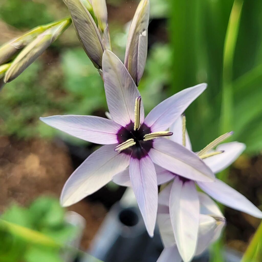 Ixia viridiflora. I've been building up stock of this gorgeous South African bulb from seed for several years, then, along with so much else, almost lost the lot this winter. The few bulbs left have these gorgeous grey mauve flowers, not much 'virid' her… instagr.am/p/CsiO-4wKAzU/