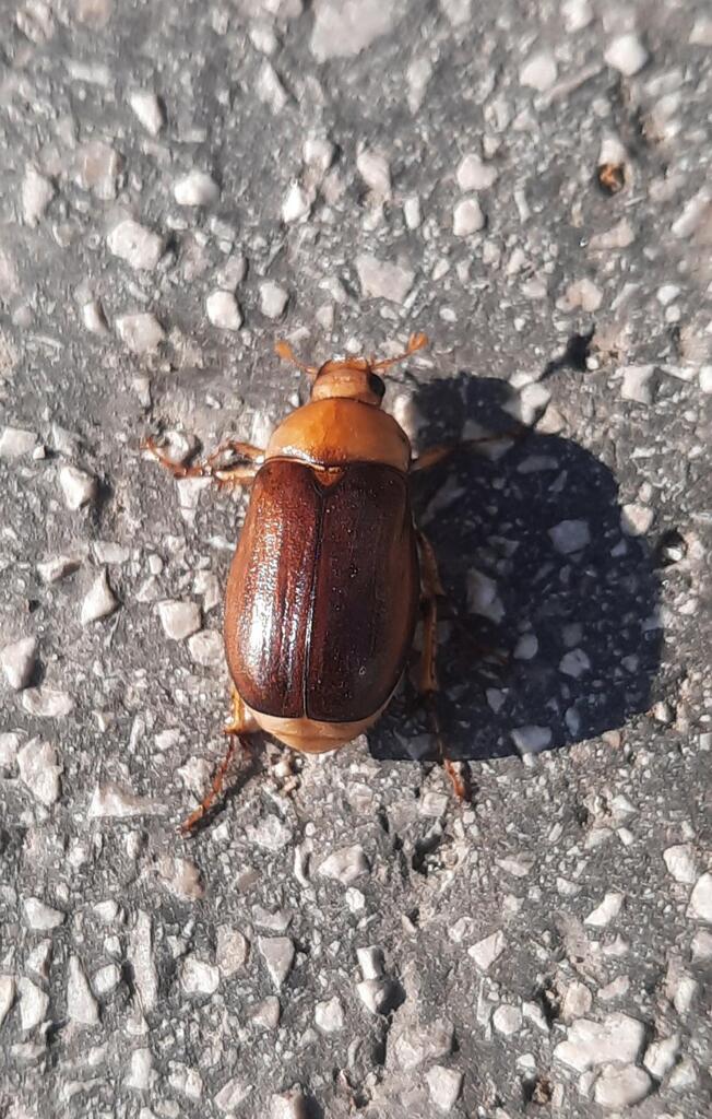 NatureSpotsApp's tweet photo. #Rhizotrogusaestivus #Animal   🦔  Link: https://t.co/SQKDt6oaed 🌻 Get the @NatureSpotsApp on https://t.co/hwNqbFxUMt and and start exploring #nature! 💚  #naturelovers #natur #naturbeobachtung #naturephotography by Insectsvienna - Rhizotrogus aestivus (Rhizotrogus aestivus) … https://t.co/DU2YRhFAwJ