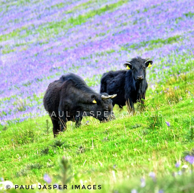 Paul #peoplewithpassion shares - Welsh Black cattle grazing among the bluebells on steep slopes above Dinas Mawddwy, Gwynedd #welshpassion courtesy @jaspersimages