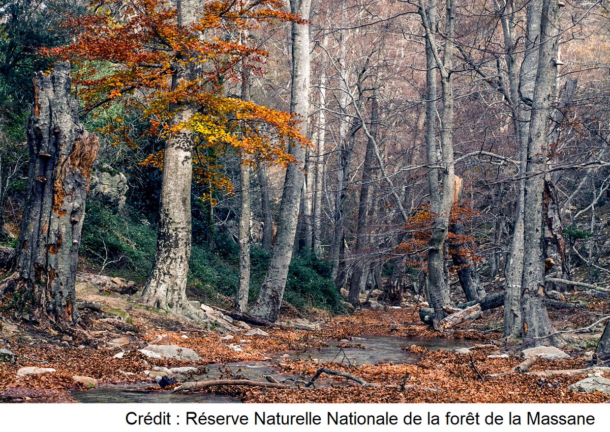 La Réserve naturelle nationale de la forêt de la Massane fête ses 50 ans 🎉
Cette forêt exceptionnelle, en libre évolution depuis 150 ans, a été classée à l’#Unesco.
Jusqu’au 8 juillet, participez aux #expositions, #conférences et #animations 👉 rnnmassane.fr/2023/03/21/50-…