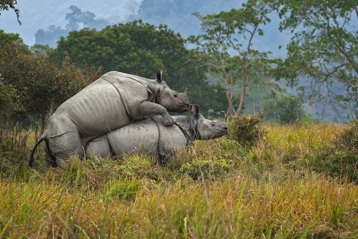 #FromTheArchives  

From #Blackbucks to Striped #Hyenas, #grasslands support a wide range of faunal species. In this #photostory, we shine a light on this neglected ecosystem.  

📷 Mainak Das — A Mating pair of Greater One-horned #Rhinoceros.  

bit.ly/42bG6WT