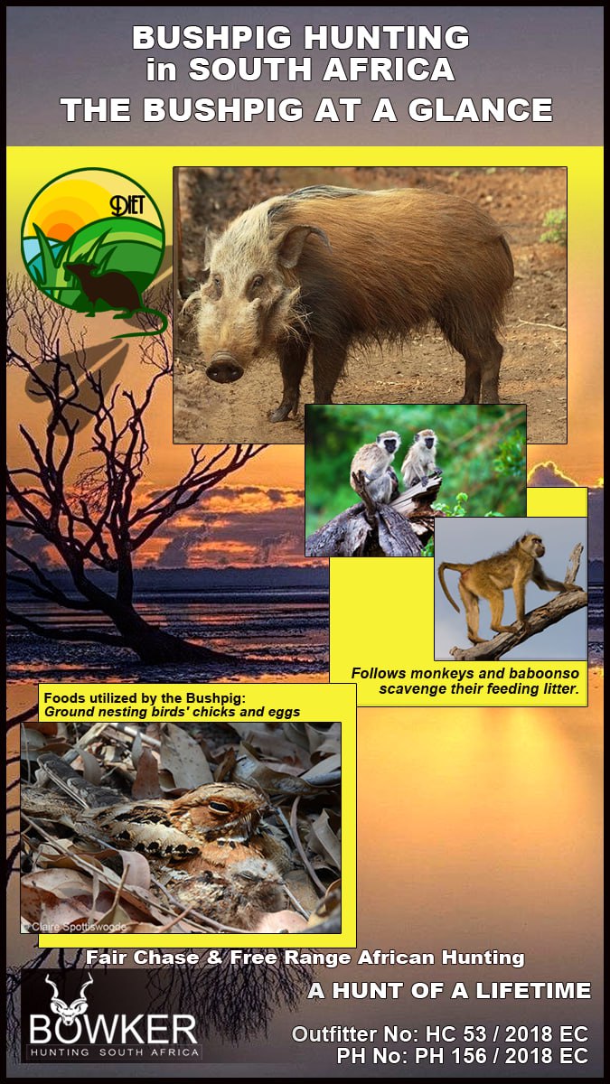 BowkerHuntm's tweet photo. #hunting #hunt #hunter #nature #wildlife #nickbowker #nickbowkertrophyhunting #nickbowkerhunting #bushpig #bushpighunting #plainsgame https://t.co/4KuXix1O2F
Ref: Deon Furstenburg. 2011 Focus on the Bushpig (Potamochoerus larvatus). GEO WILD Consult (Pty) Ltd. https://t.co/rrYKEVndlV