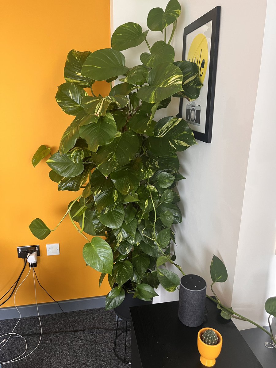 Check her out! When I brought her, she was tall but skinny…. Now look at her.

She’s a cool room devils ivy.

#officeplants #plant