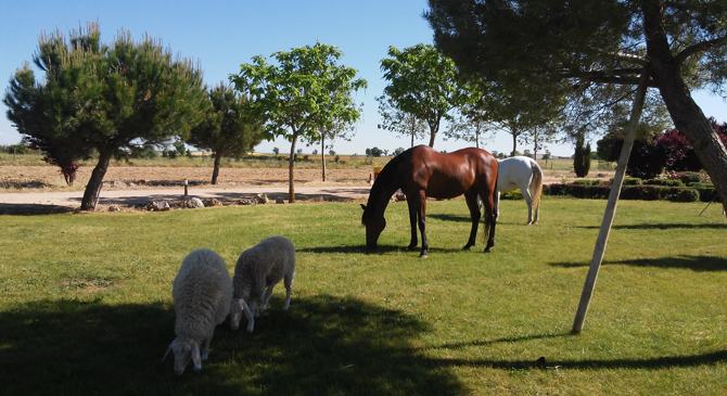 EstherR_Blanco's tweet photo. Ubicados en el corazón de Montes Torozos la Granja Escuela Hoyo de la Perdiz es la opción perfecta para acercarse a la naturaleza y los animales a través del conjunto de actividades propuestas. …
#DCSUVA #3PRIMARIAVA #RECURSOSCCSS #COMPLEMENTARIAS https://t.co/mgurwfF9nG