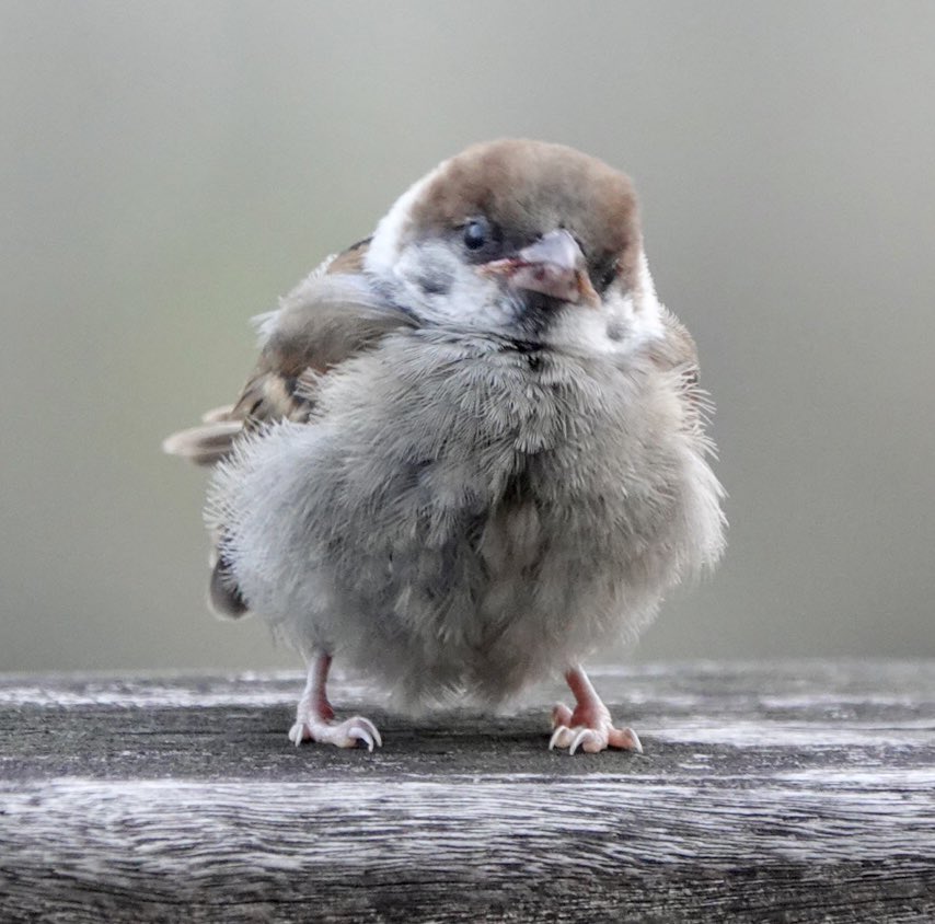 carskey's tweet photo. 内またで こんちゅんは✨

#goodmorning #bird #ちゅん活 https://t.co/qP90ak1fdl