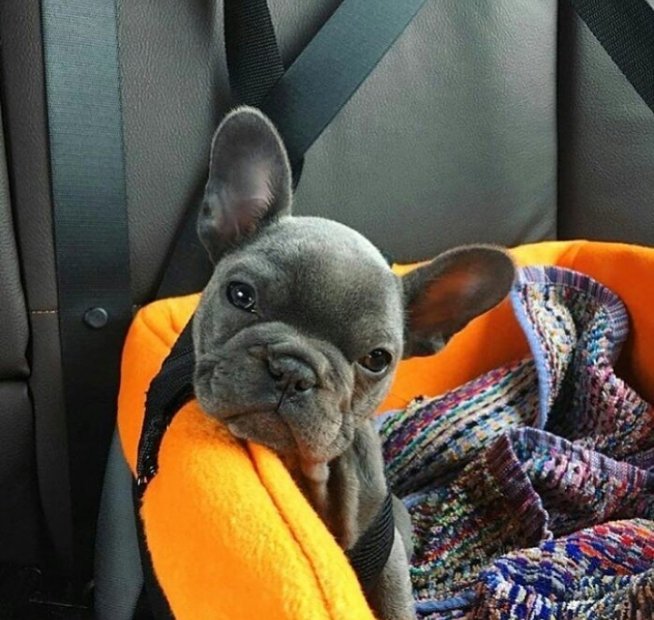 So cute baby🥰

#frenchielover #frenchie #frenchielover #dogsoftwitter