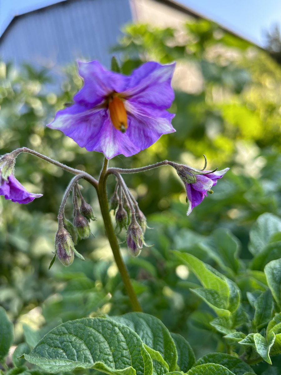 Dianecmann's tweet photo. Today’s flowers 🌺 #GardeningTwitter #Flowers #potatoflower #marispiper https://t.co/ecXGTZLr3e
