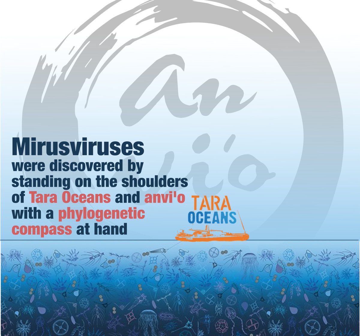 Mirusviruses are plankton-infecting relatives of herpesviruses (nature.com/articles/s4158…). They were found after many years of genome-resolved metagenomic surveys of #TaraOceans using #anvio and #Evolution for guidance. Here is a blog covering this journey: anvio.org/blog/mirus-dis…