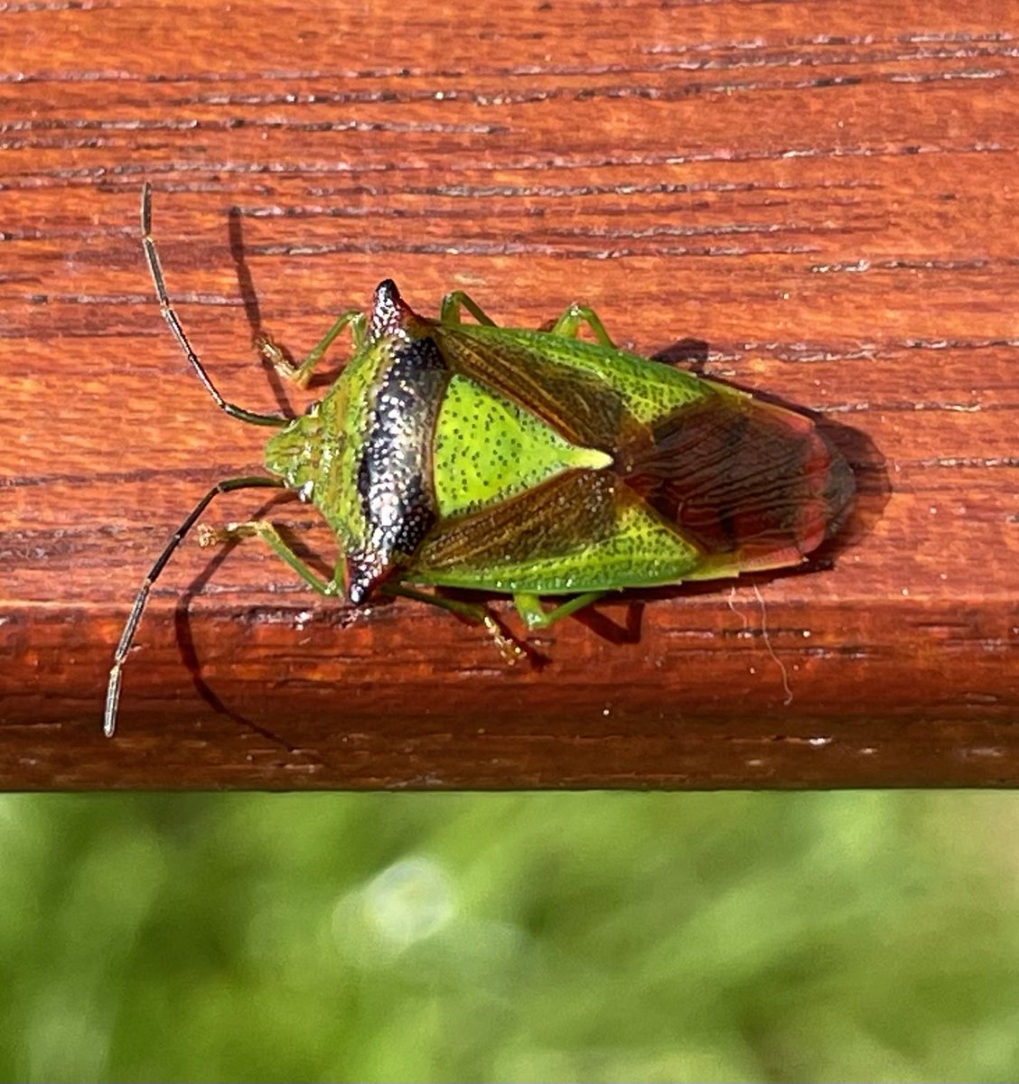 WorthingCAN 🌍 tweet media