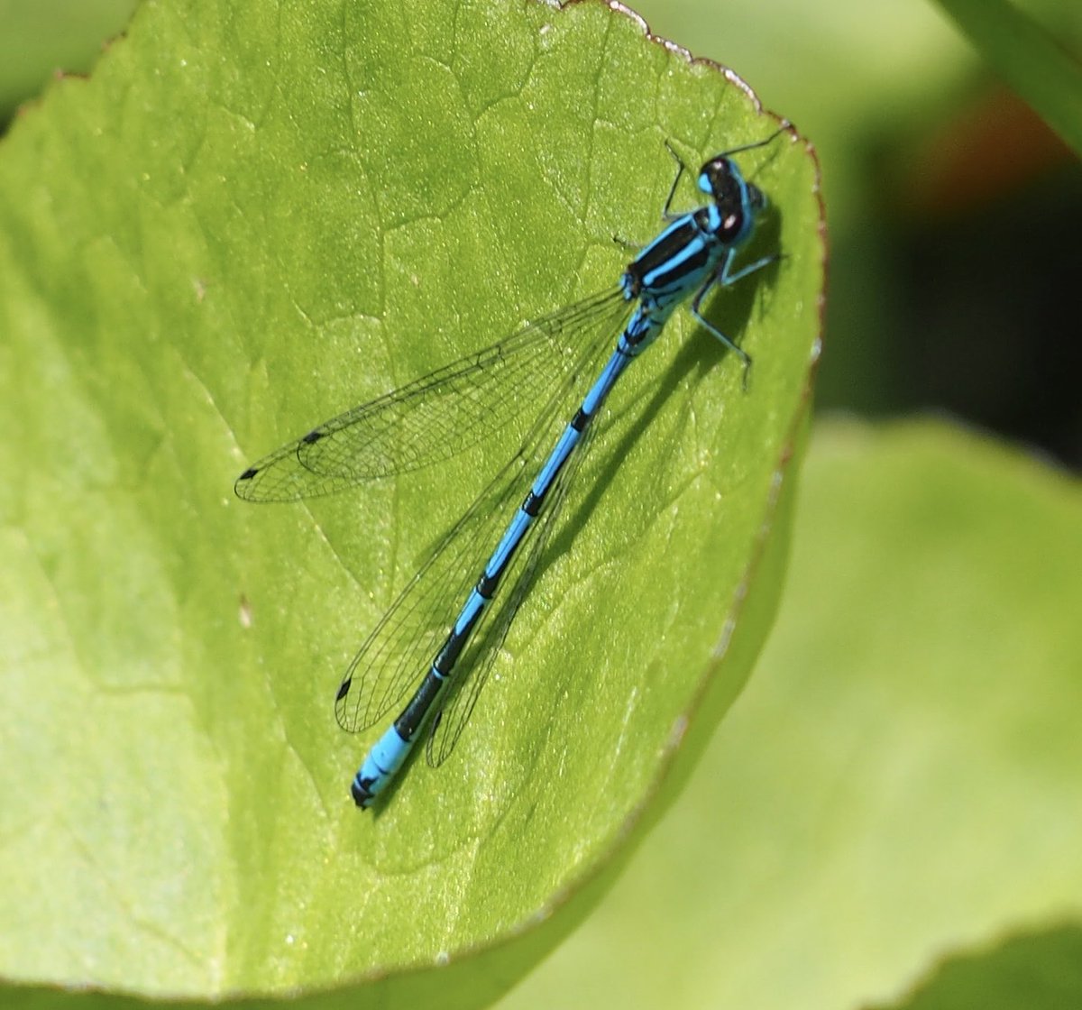 WorthingCAN 🌍 tweet media