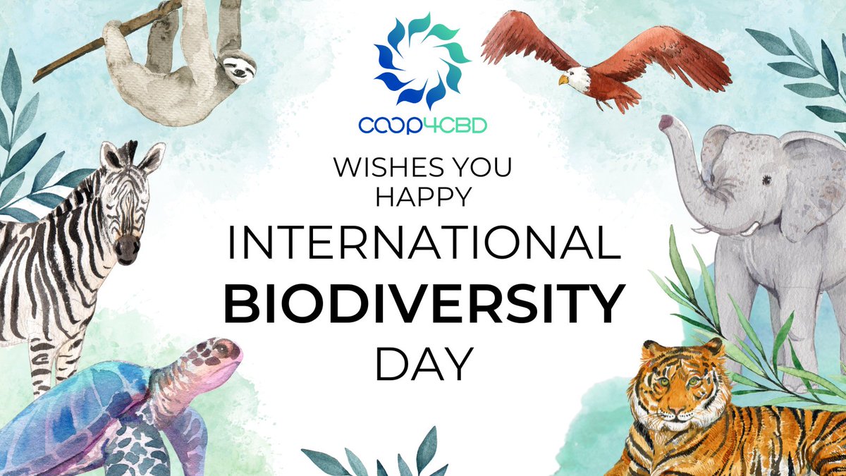 coop4cbd's tweet image. Happy #internationalBiodiversityDay ! 🌿🦋🐢
Today we celebrate the incredible richness of life on our planet and recognise the urgent need to protect it. 🌍
#BuildBackBiodiversity #AgreementToAction #KMGBF
#HarmonyWithNature #30by30 #ForNature #ActionDecade #post2020