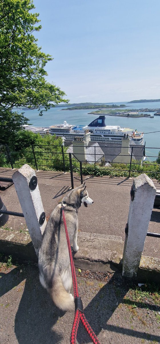 Willow checking out the #NorwegianDawn #Cobh #Spikeisland #Cork harbour