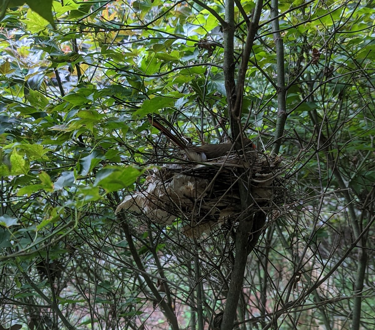 Look who decided to make a nest right outside my sons' window! Looking forward to watching her family grow over the next few months. #birdwatching #summerproject